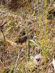 Thelymitra longifolia