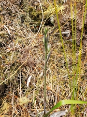 Thelymitra longifolia
