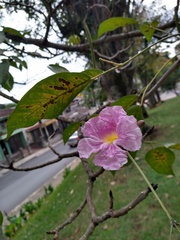 Tabebuia rosea