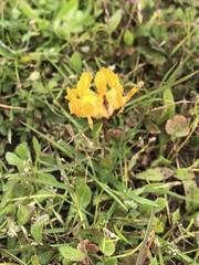 Trifolium jokerstii