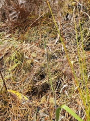 Thelymitra longifolia