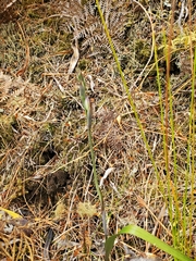 Thelymitra longifolia