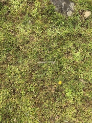 Trifolium jokerstii