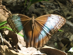 Morpho helenor marinita