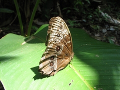 Morpho helenor marinita