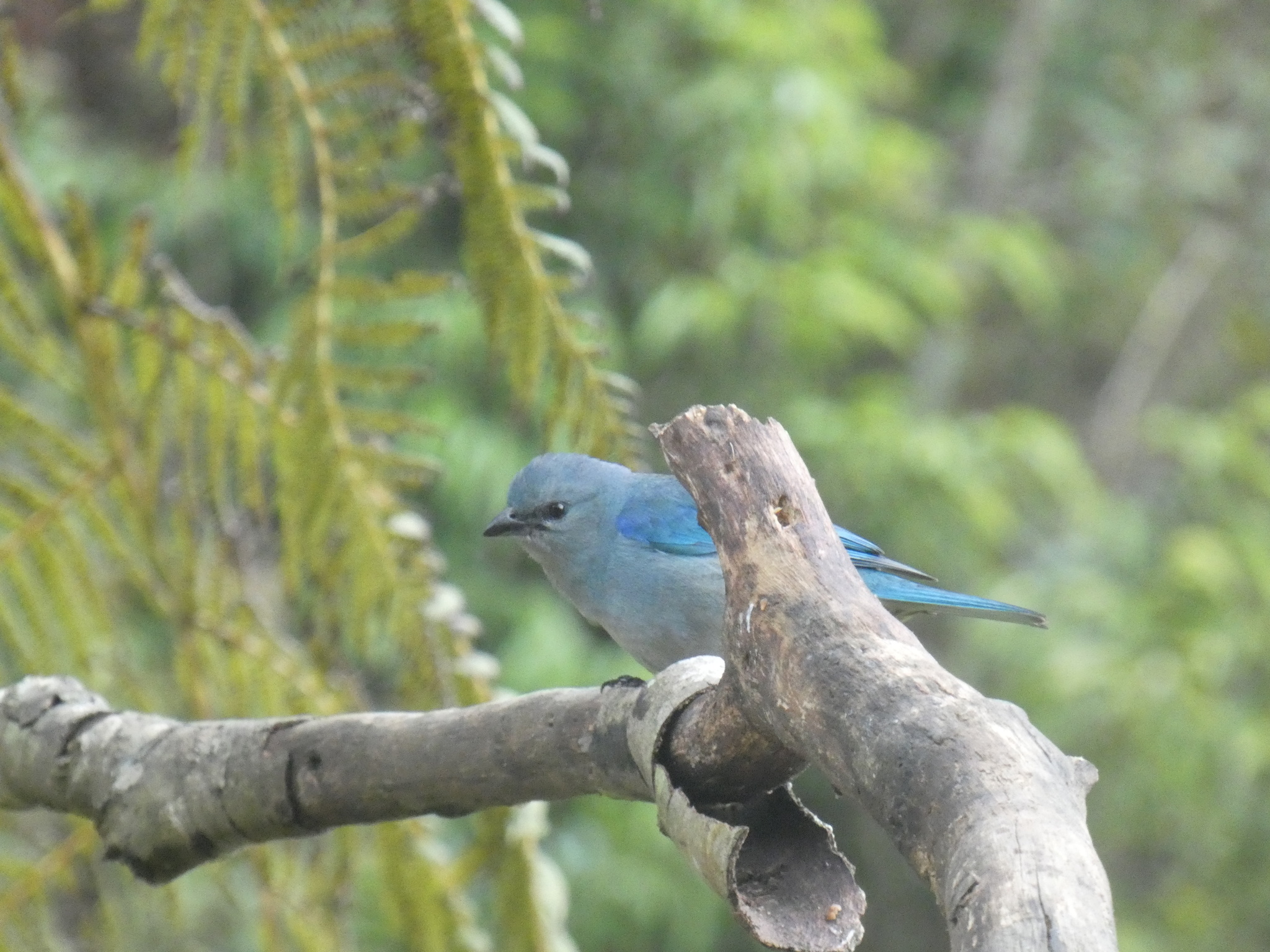 azure-shouldered tanager, sanhaço-de-encontro-azul, tangara à épaulettes bleues, tangara cianóptera