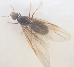 Lasius pallitarsis