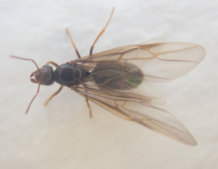 Lasius pallitarsis