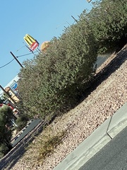 Leucophyllum frutescens