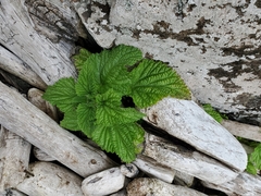 Urtica australis