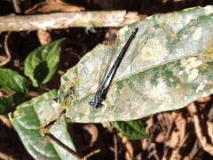 Argia anceps