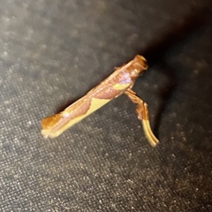 Caloptilia xanthopharella