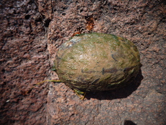 Kinosternon integrum