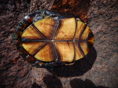 Kinosternon integrum