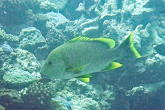 Lutjanus rivulatus