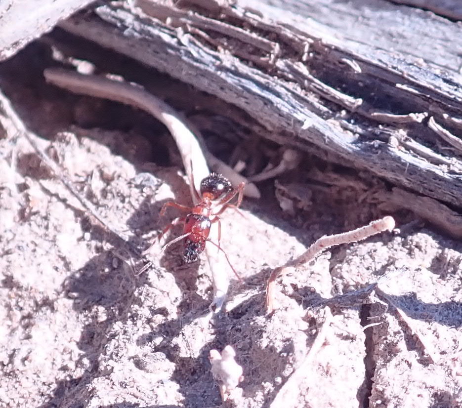 Formica subpolita