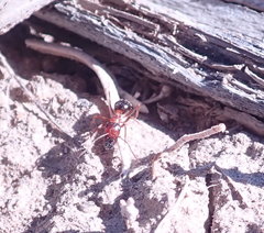 Formica subpolita