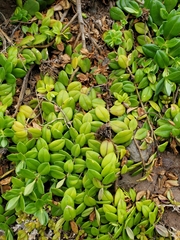 Veronica chathamica