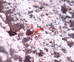 Formica subpolita
