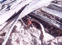 Formica subpolita