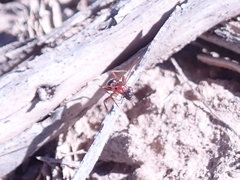 Formica subpolita
