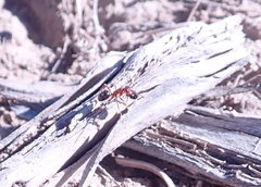Formica subpolita