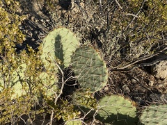 Opuntia arizonica