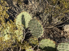 Opuntia arizonica