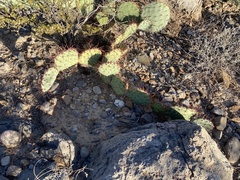 Opuntia arizonica