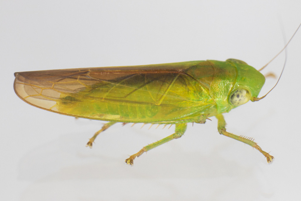 Neocoelidia tuberculata
