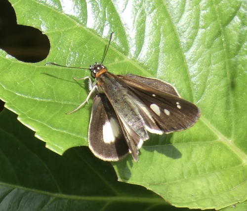 Vettius marcus