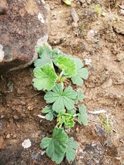 Geranium traversii