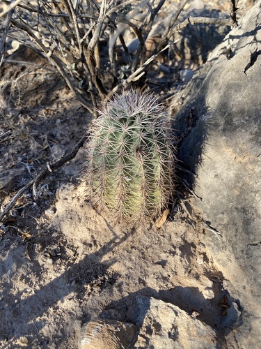 Echinocereus × roetteri, photograph 2