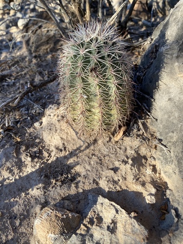 Echinocereus × roetteri, photograph 3