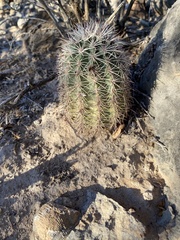 CK2AZ, CC BY, iNaturalist via GBIF Echinocereus × roetteri, photograph CK2AZ, CC BY, iNaturalist via GBIF