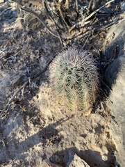 CK2AZ, CC BY, iNaturalist via GBIF Echinocereus × roetteri, photograph CK2AZ, CC BY, iNaturalist via GBIF