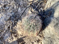 CK2AZ, CC BY, iNaturalist via GBIF Echinocereus × roetteri, photograph CK2AZ, CC BY, iNaturalist via GBIF