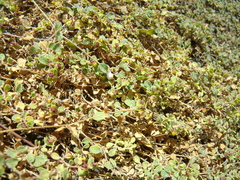 Euphorbia vizcainensis