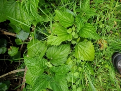 Urtica australis