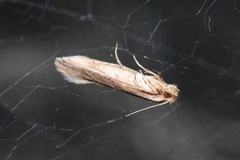 Ypsolopha sp-sw