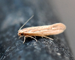 Ypsolopha sp-sw