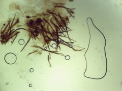 Scutellinia colensoi