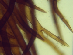 Scutellinia colensoi