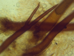 Scutellinia colensoi