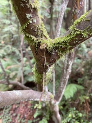Acer circinatum
