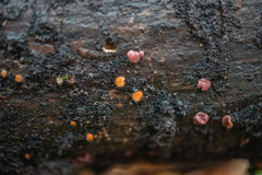 Scutellinia colensoi