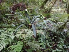 Paris polyphylla stenophylla