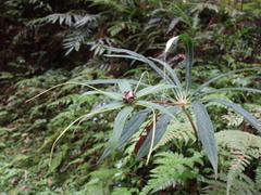 Paris polyphylla stenophylla