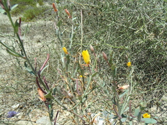 Eulobus crassifolius
