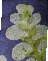 Radula buccinifera